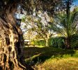 Kinar Galilee Hotel Tiberias Tveria Balbust 13