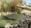 En Gedi Nature Reserve