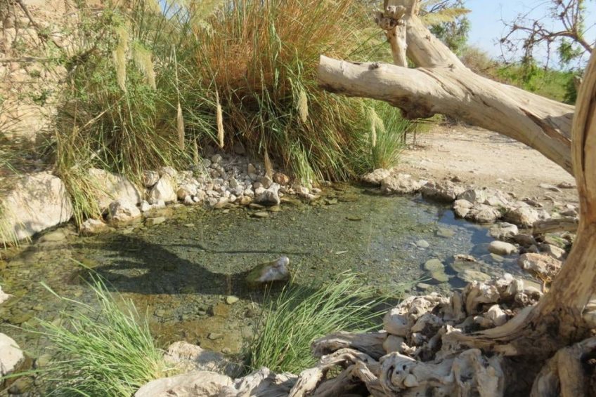 En Gedi Nature Reserve