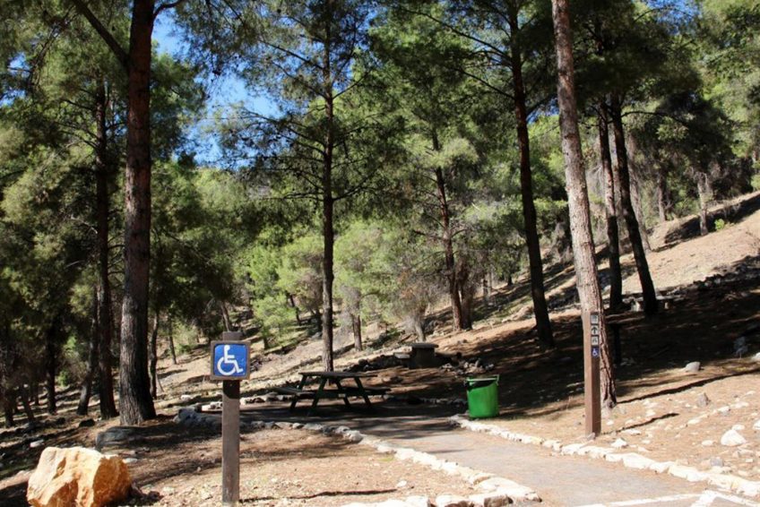 Mount Yavnit Birya forest