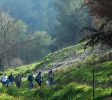 Mount Yavnit Birya forest