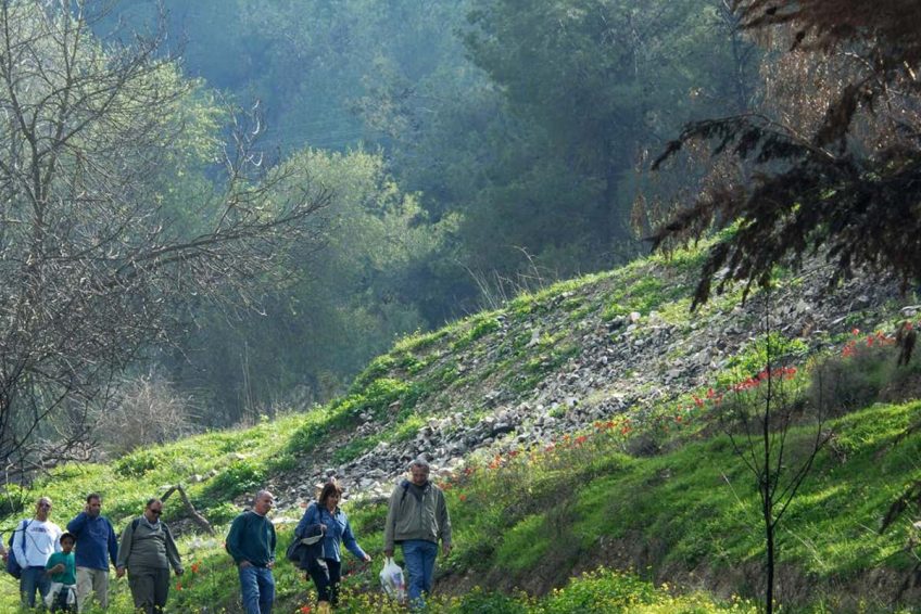 Mount Yavnit Birya forest