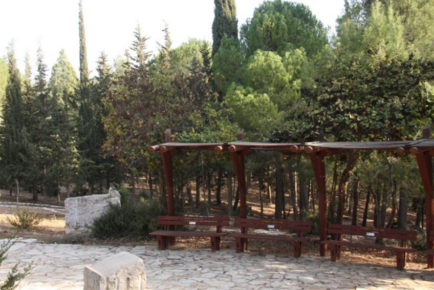 Mount Yavnit Birya forest