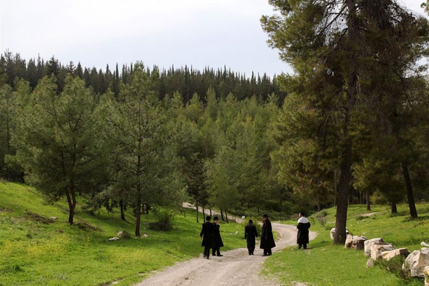Mount Yavnit Birya forest