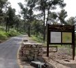 Mount Yavnit Birya forest