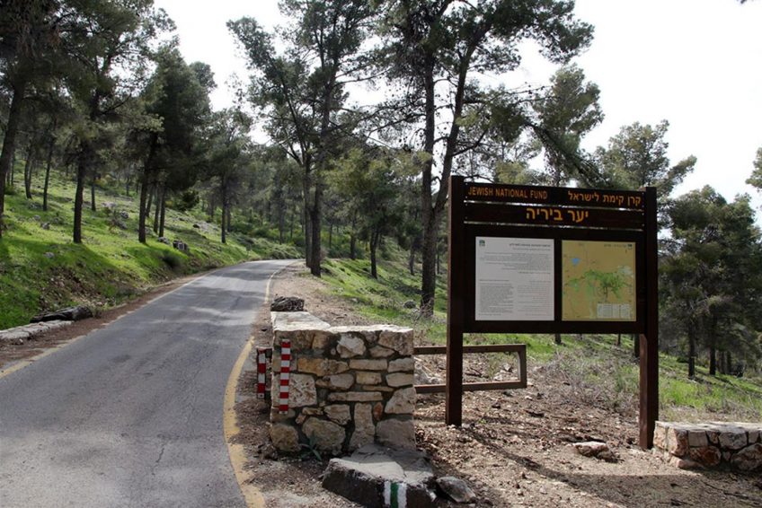 Mount Yavnit Birya forest