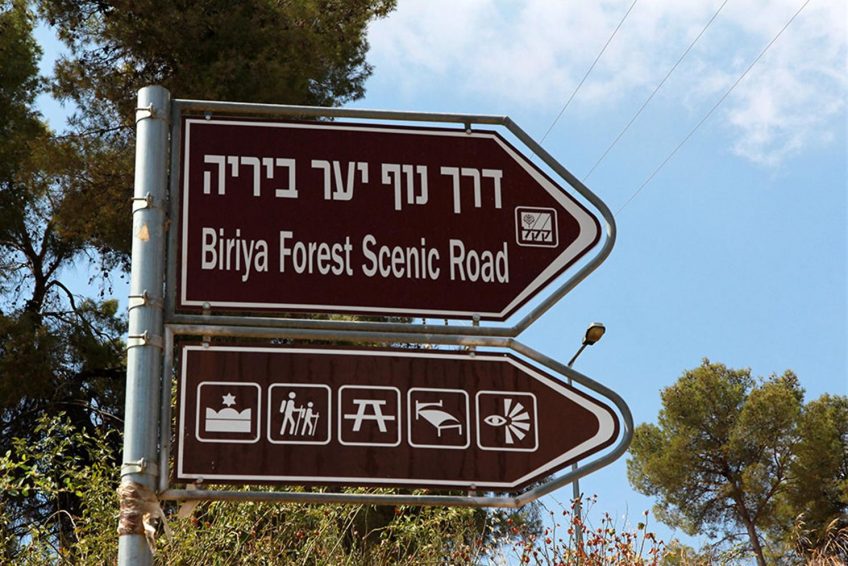 Mount Yavnit Birya forest