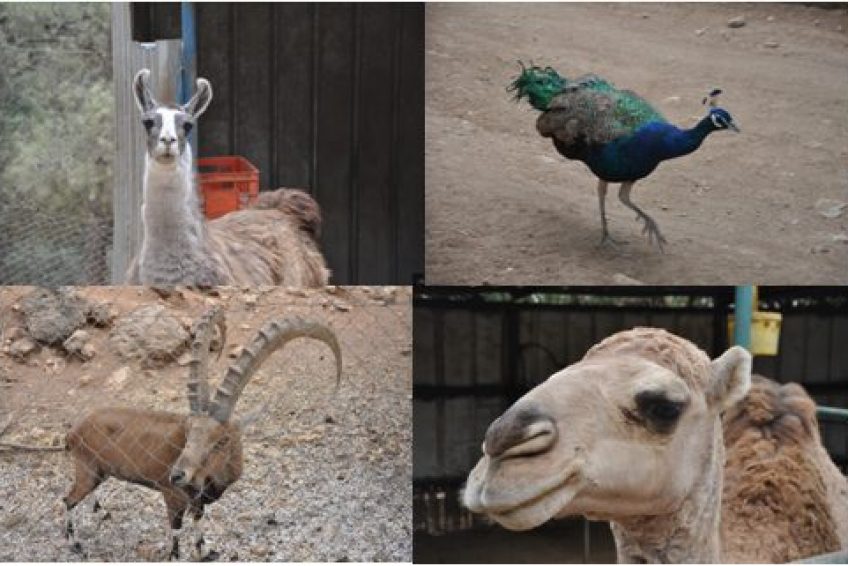 Deer Land Farm