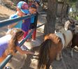 Deer Land Farm