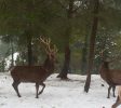 Deer Land Farm