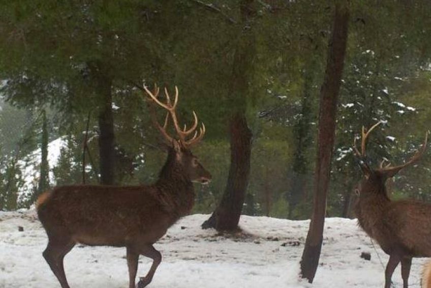 Deer Land Farm
