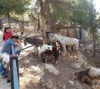 Deer Land Farm
