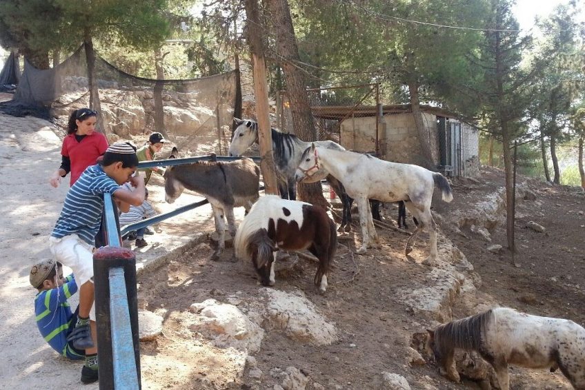 Deer Land Farm