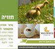 Ducks in the village
