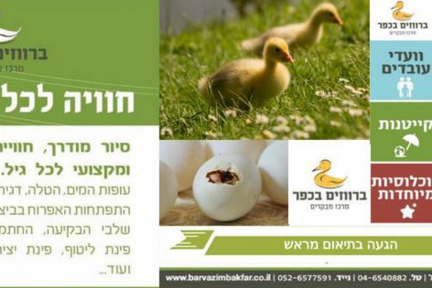 Ducks in the village