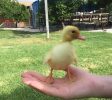 Ducks in the village