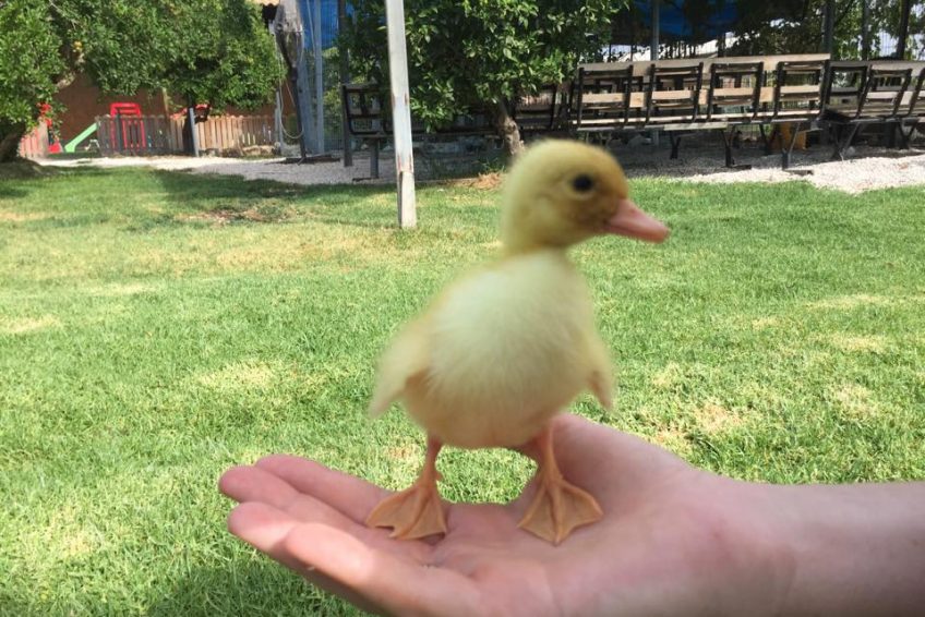 Ducks in the village