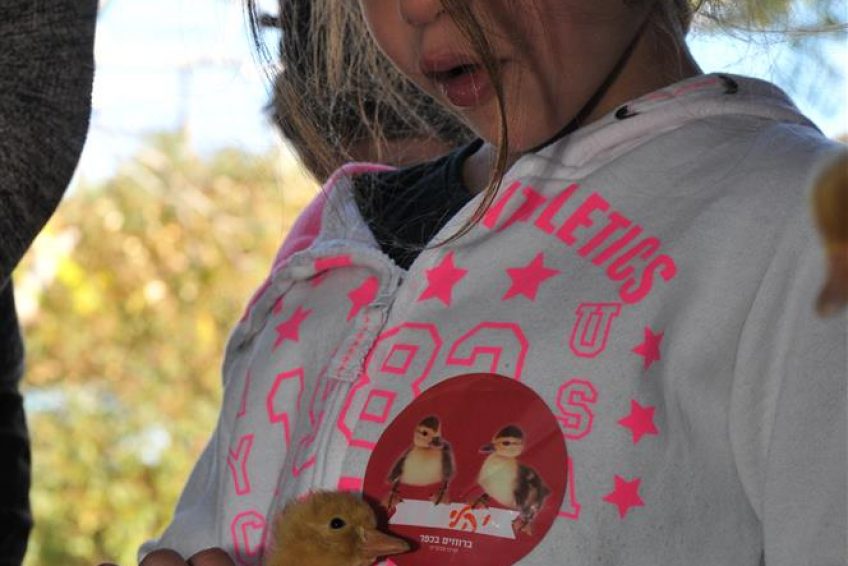 Ducks in the village