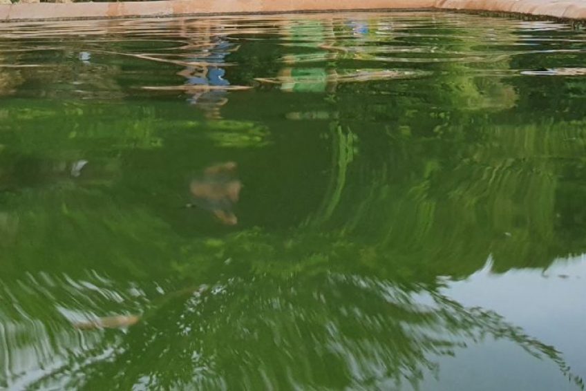 Ein Lavan spring
