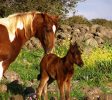 Gil Golan riding center