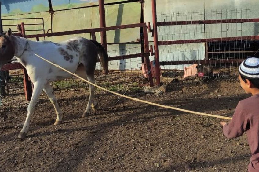 Gil Golan riding center