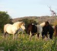 Gil Golan riding center