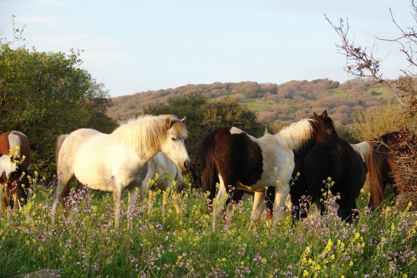 Gil Golan riding center