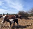 Gil Golan riding center