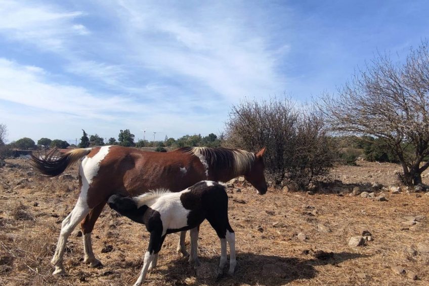 Gil Golan riding center
