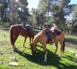 Havaya Bagiva Horse Riding