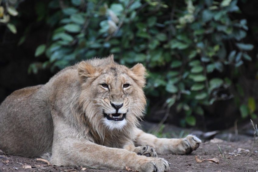 Jerusalem Biblical Zoo