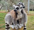 Jerusalem Biblical Zoo