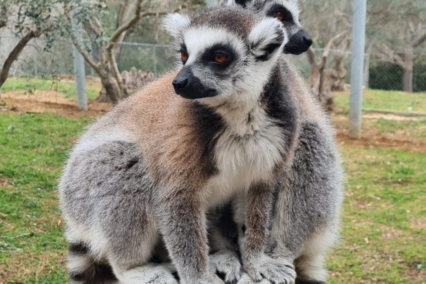 Jerusalem Biblical Zoo