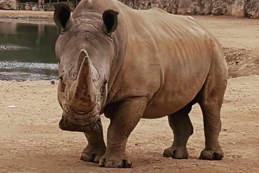 Jerusalem Biblical Zoo