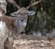 Jerusalem Biblical Zoo