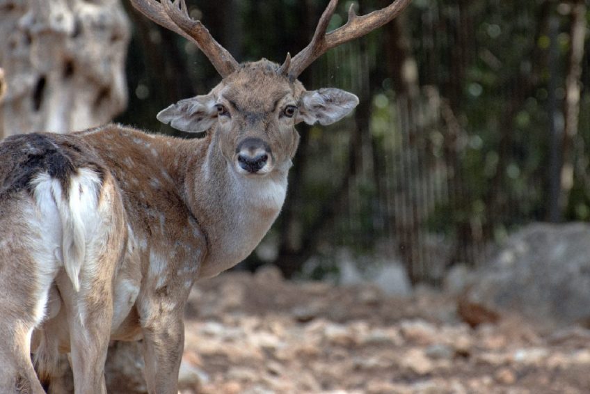 Jerusalem Biblical Zoo