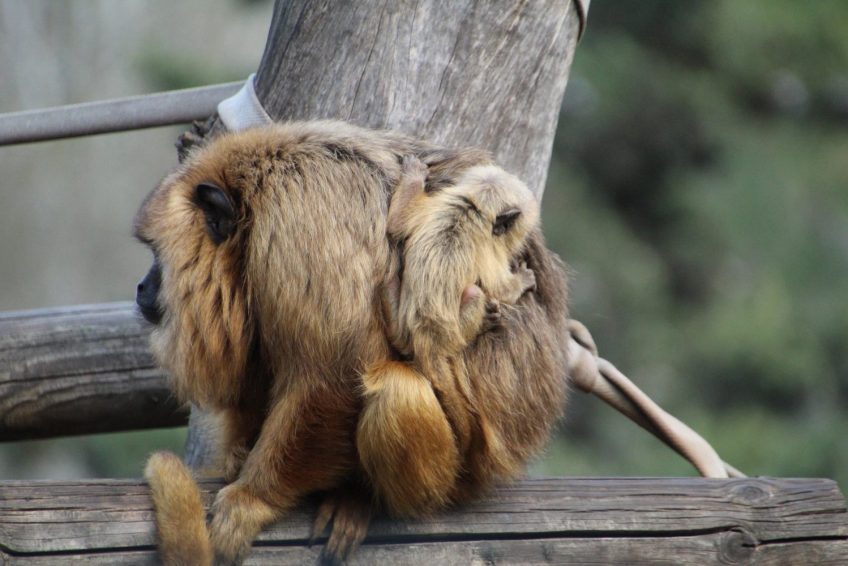 Jerusalem Biblical Zoo