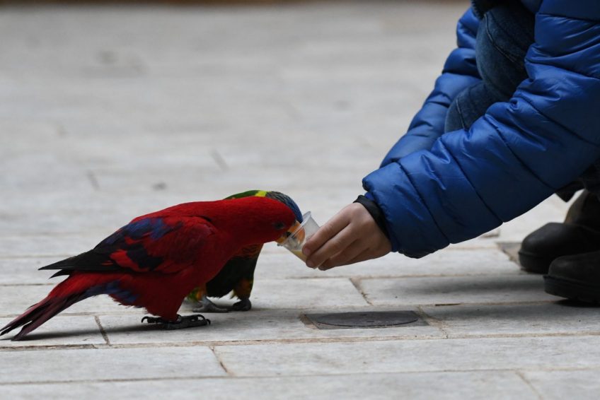 Jerusalem Biblical Zoo