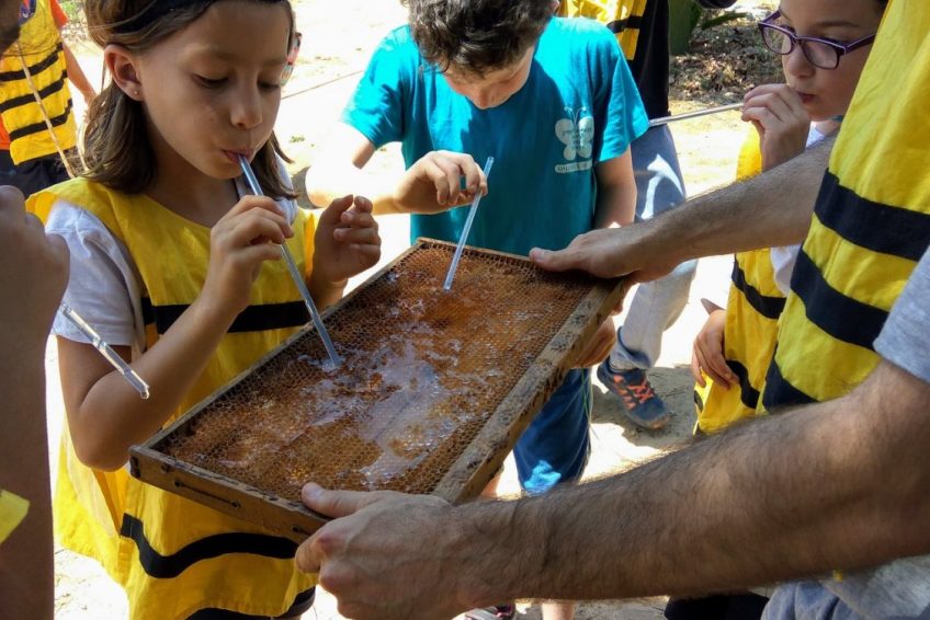 Lin Honey Bees Farm