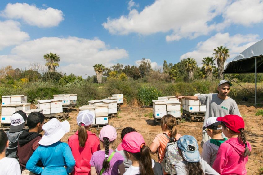 Lin Honey Bees Farm