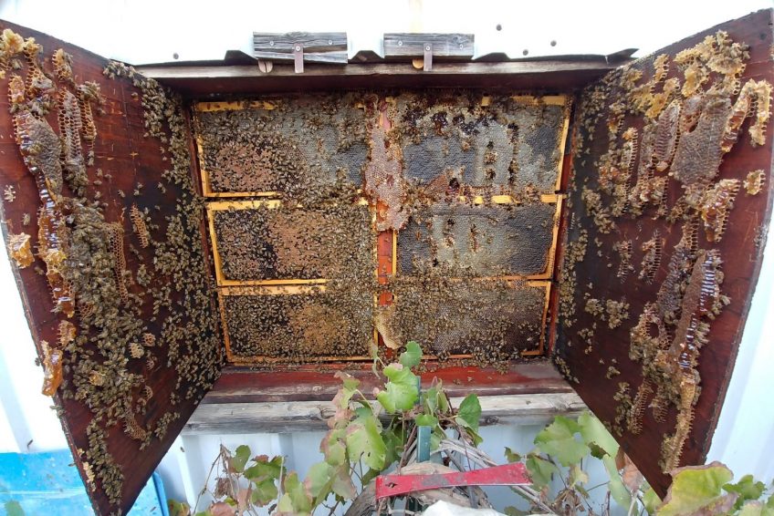 Lin Honey Bees Farm