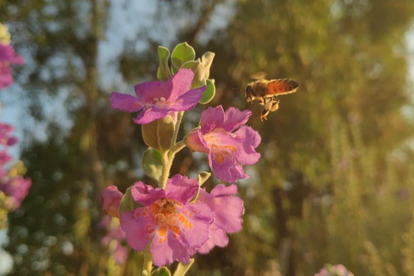 Lin Honey Bees Farm