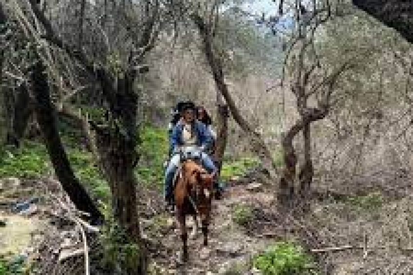 Mountain view Horse farm