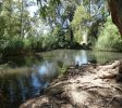Reuven Garden – Acorn Eye