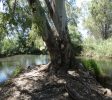 Reuven Garden – Acorn Eye