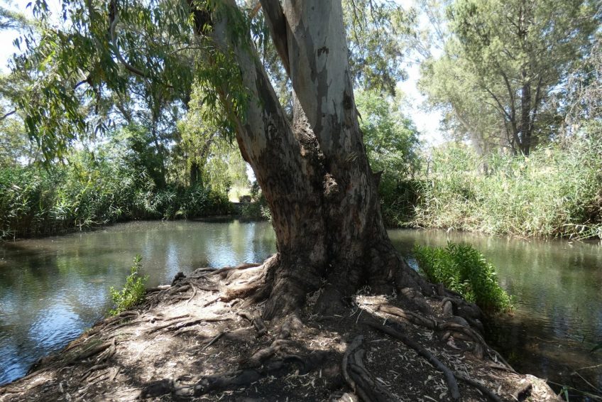 Reuven Garden – Acorn Eye