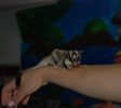 Shlomo’s Animal Farm