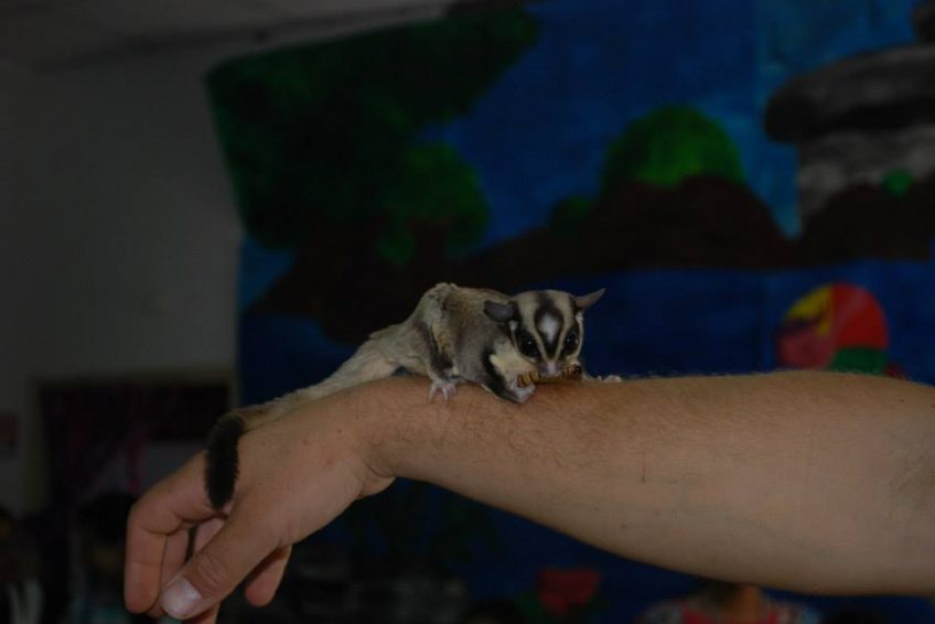 Shlomo’s Animal Farm