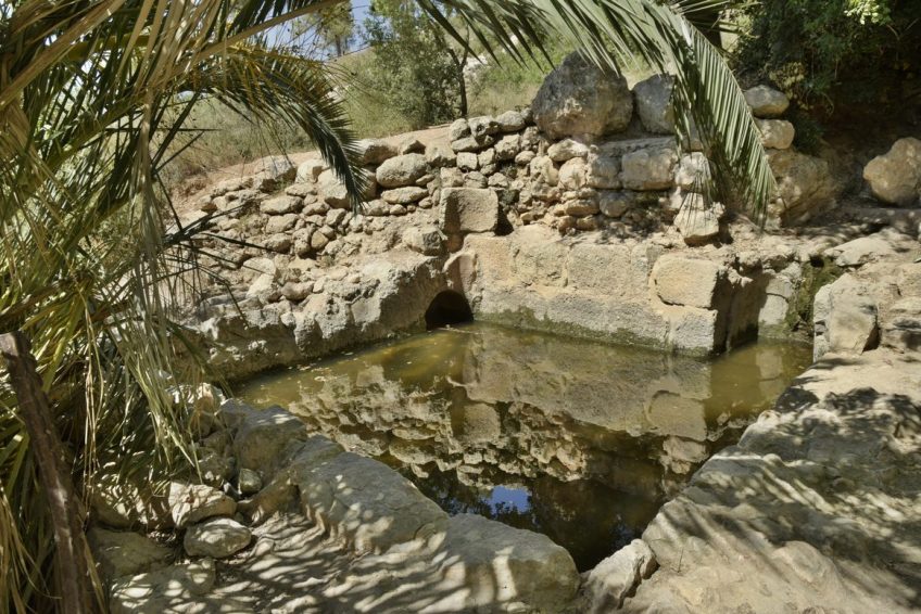 Tamar Spring