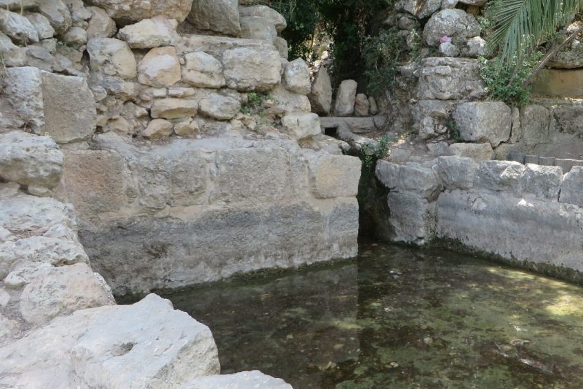 Tamar Spring
